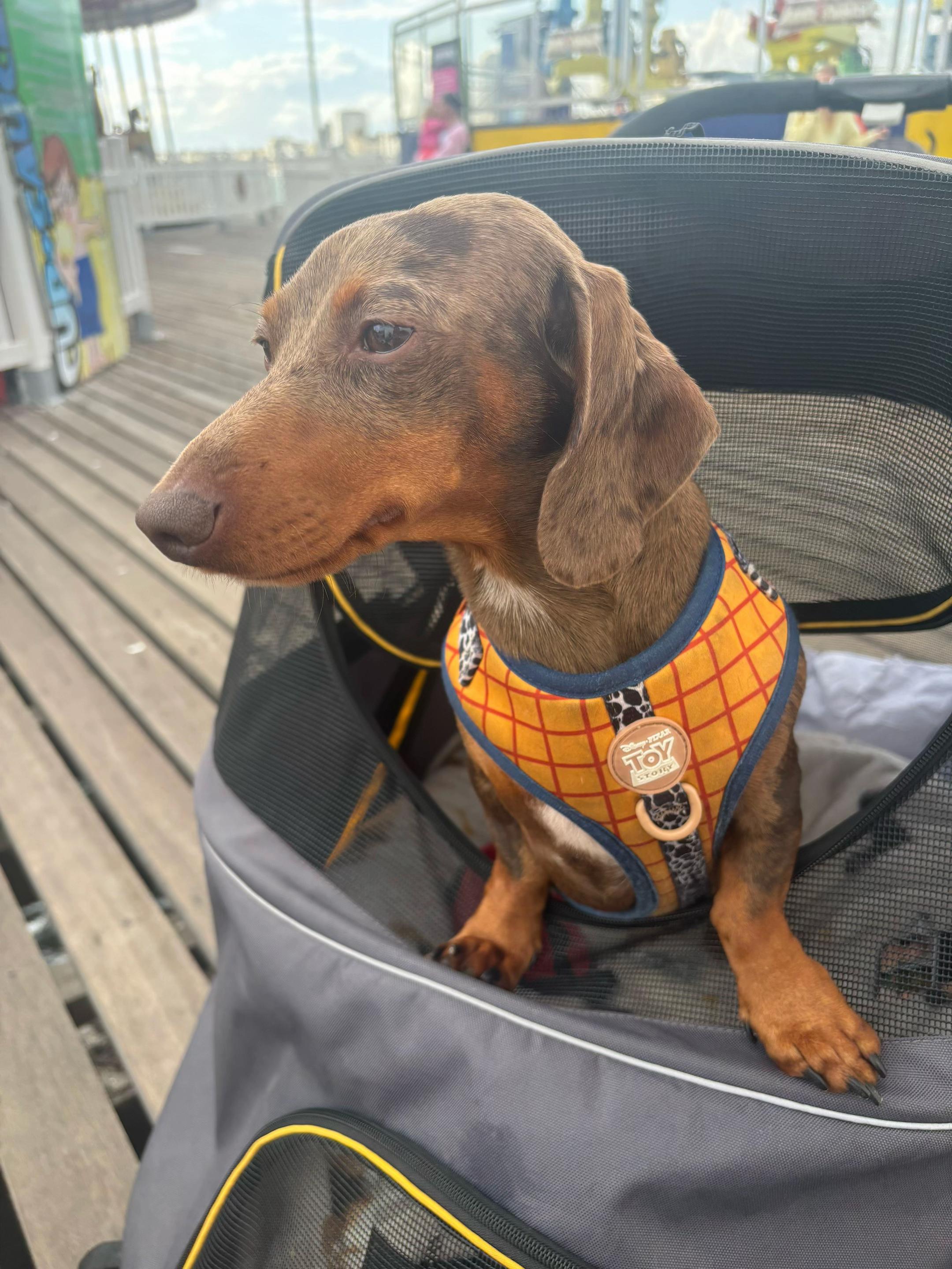 @marleythesausagedog