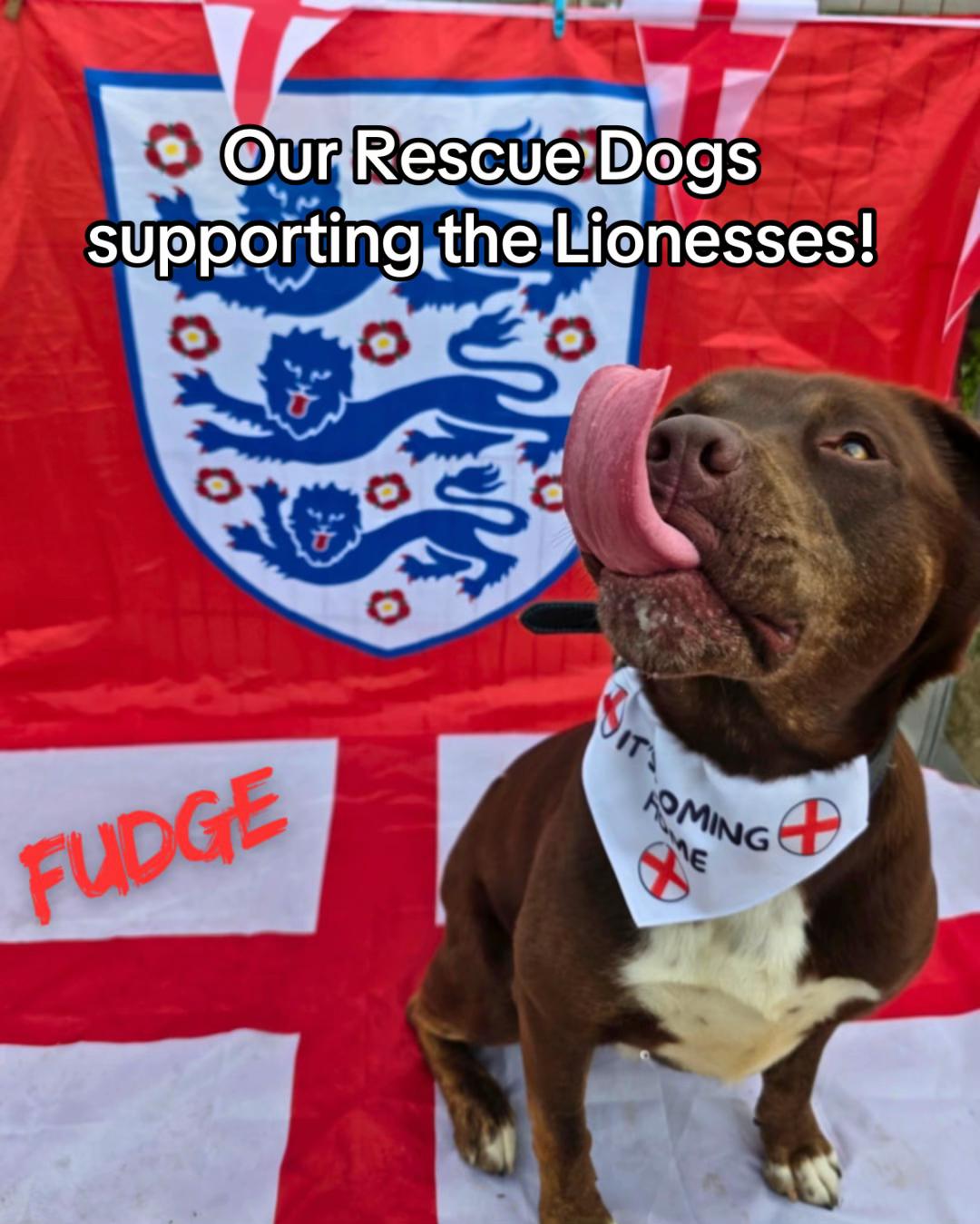 @Homeless hounds