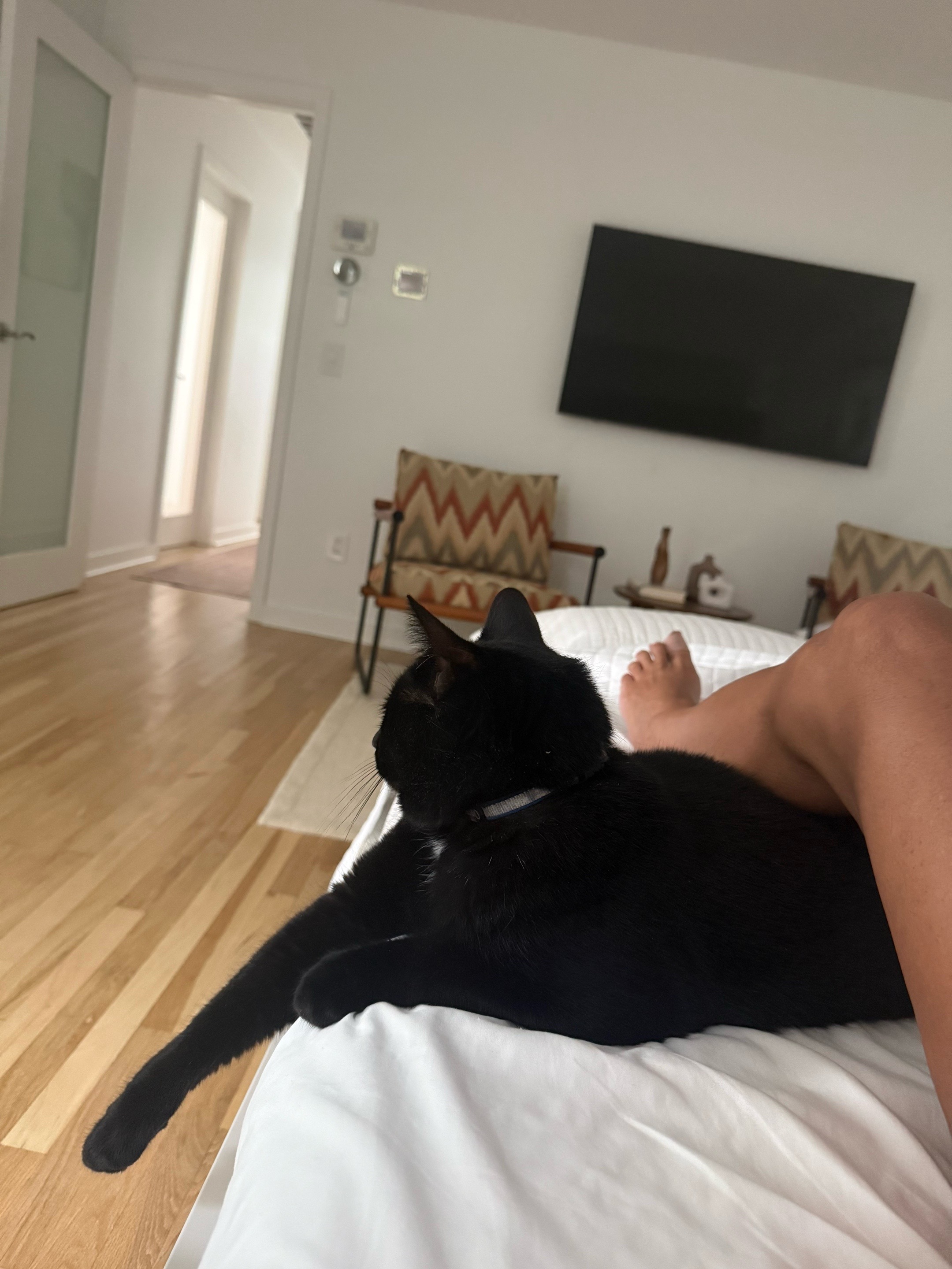 @Oscar Jeremy the cat!