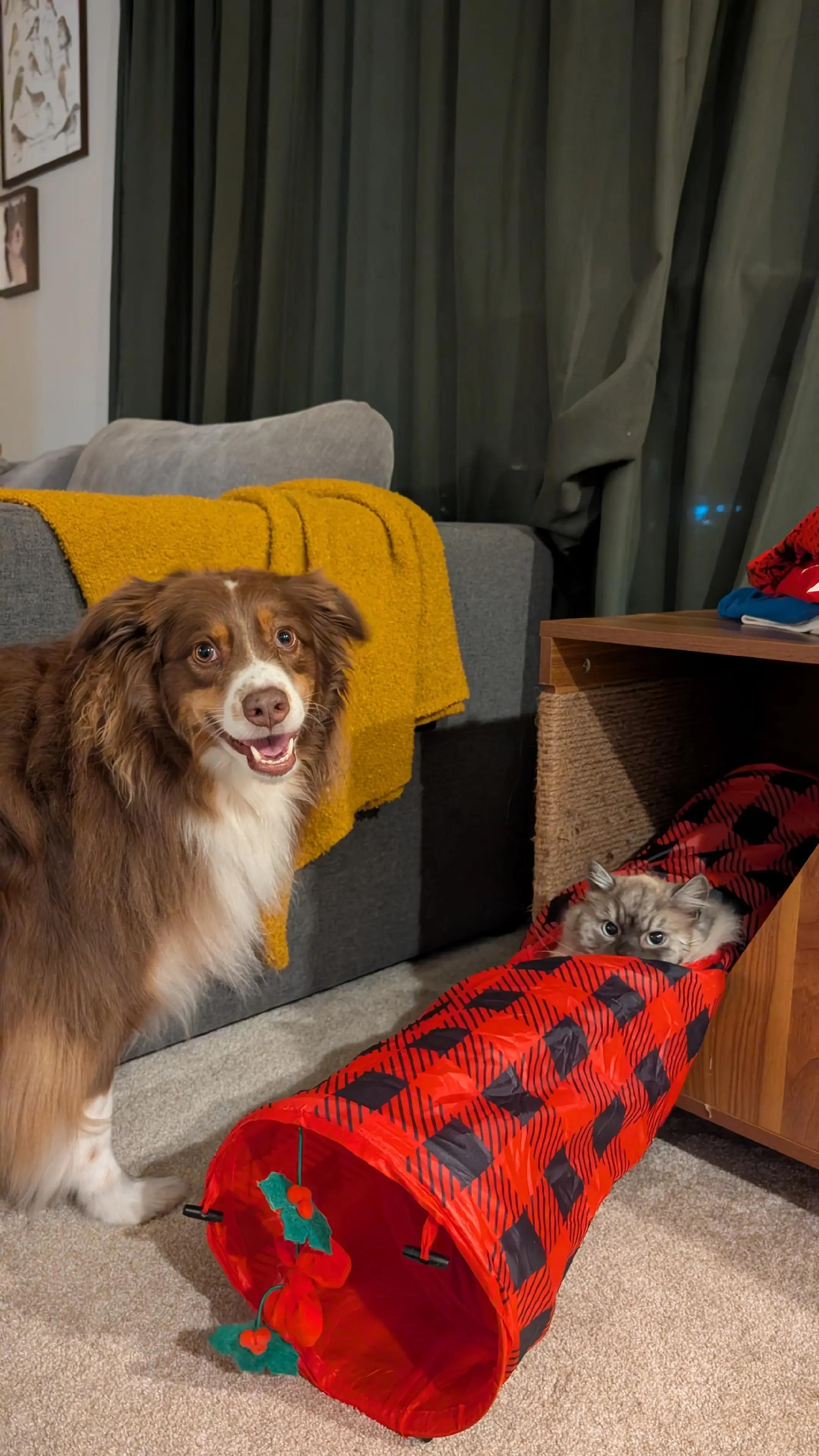 @Carly | Pet + Home Creator