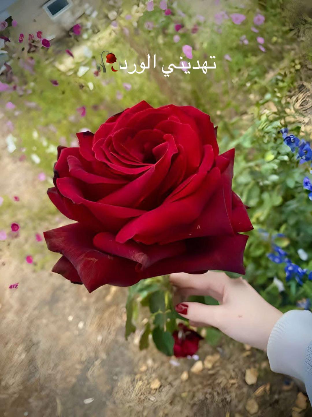 @كجا شنكالي🌾🦚