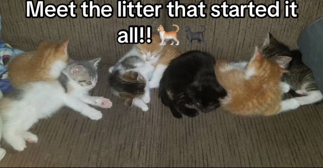 @Kovu&rsquo;s Kitties
