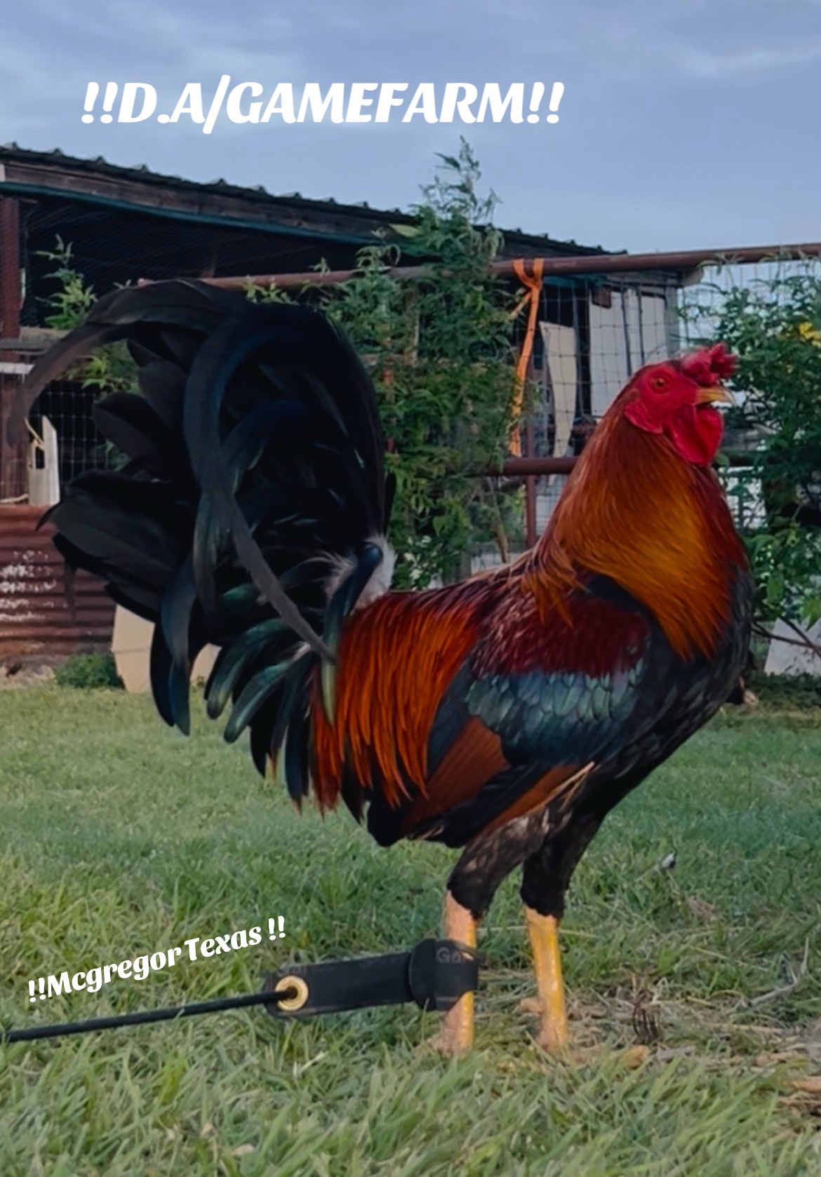 @DAgamefarm