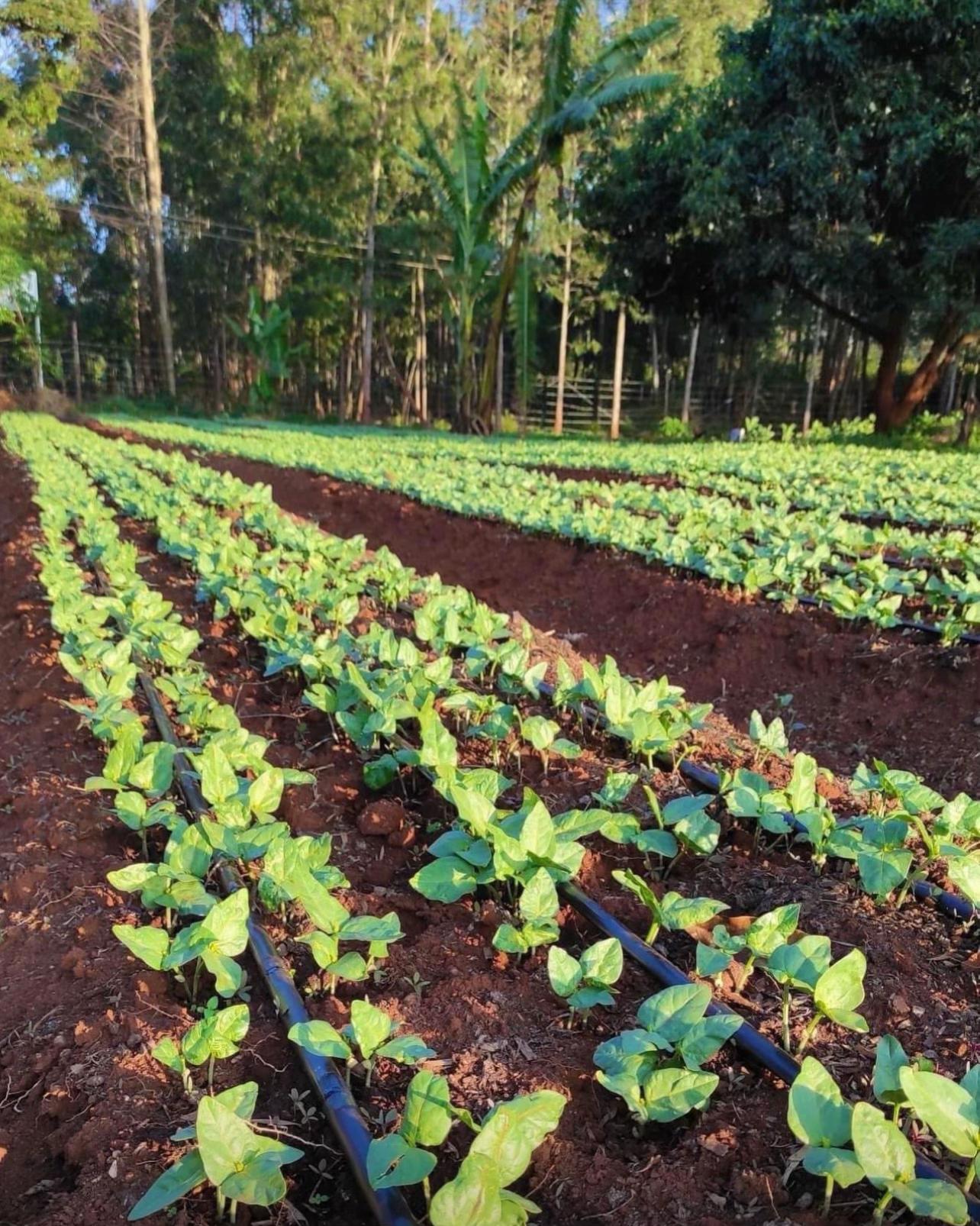 @Caleb Karuga - Farmercist