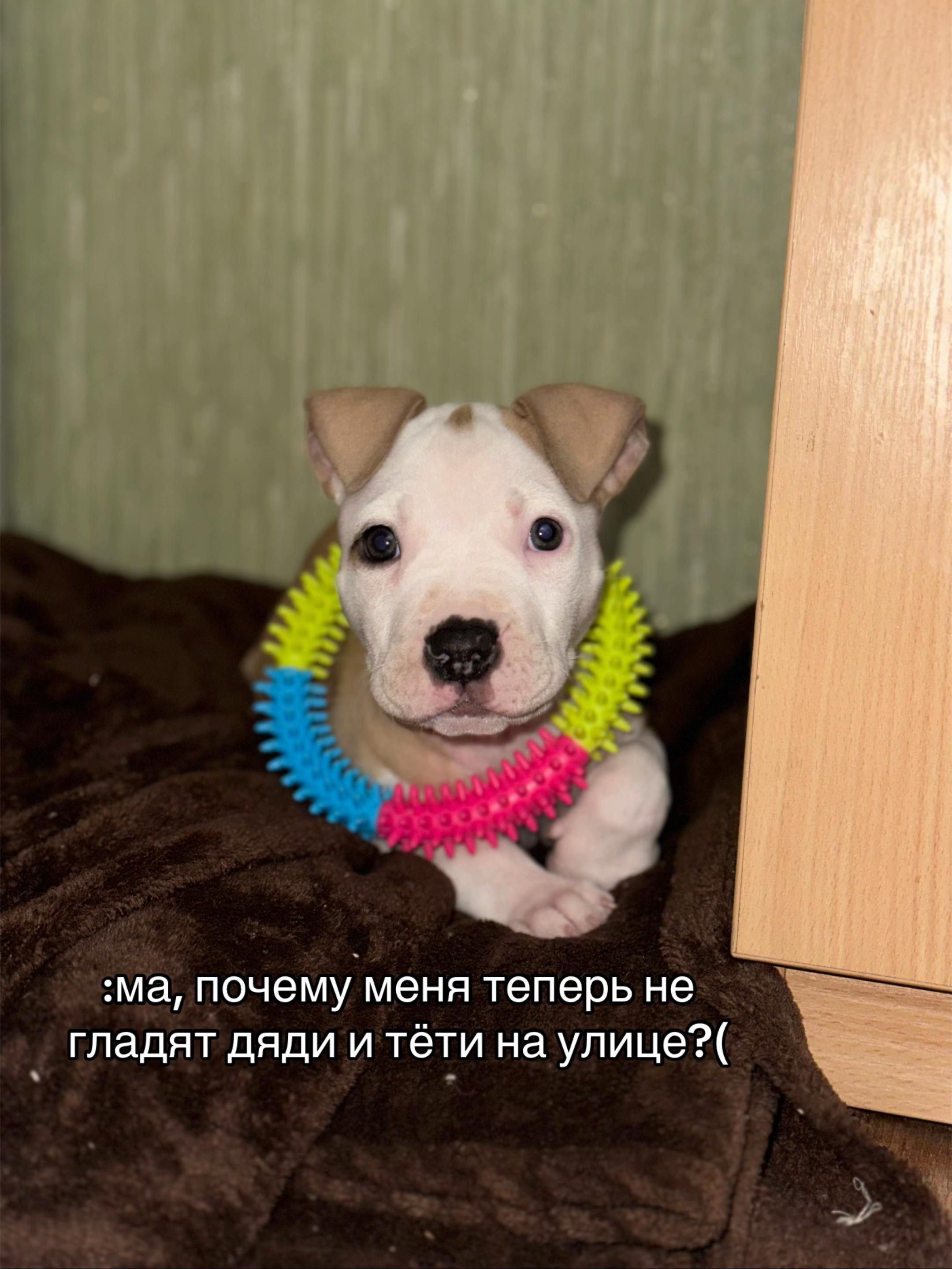 @🦋ТГК:PitoStaff_Milfa🦋