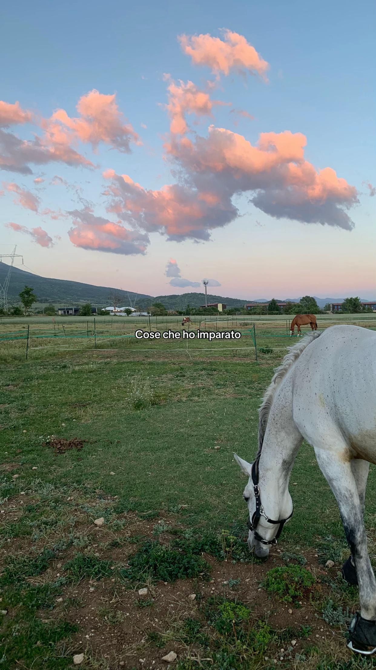 @equestrian_ale