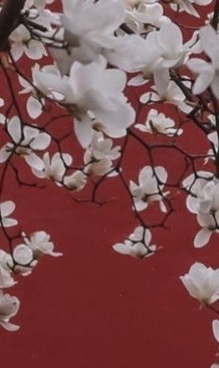 @нσтσrι’ѕ gια 🪭❤️