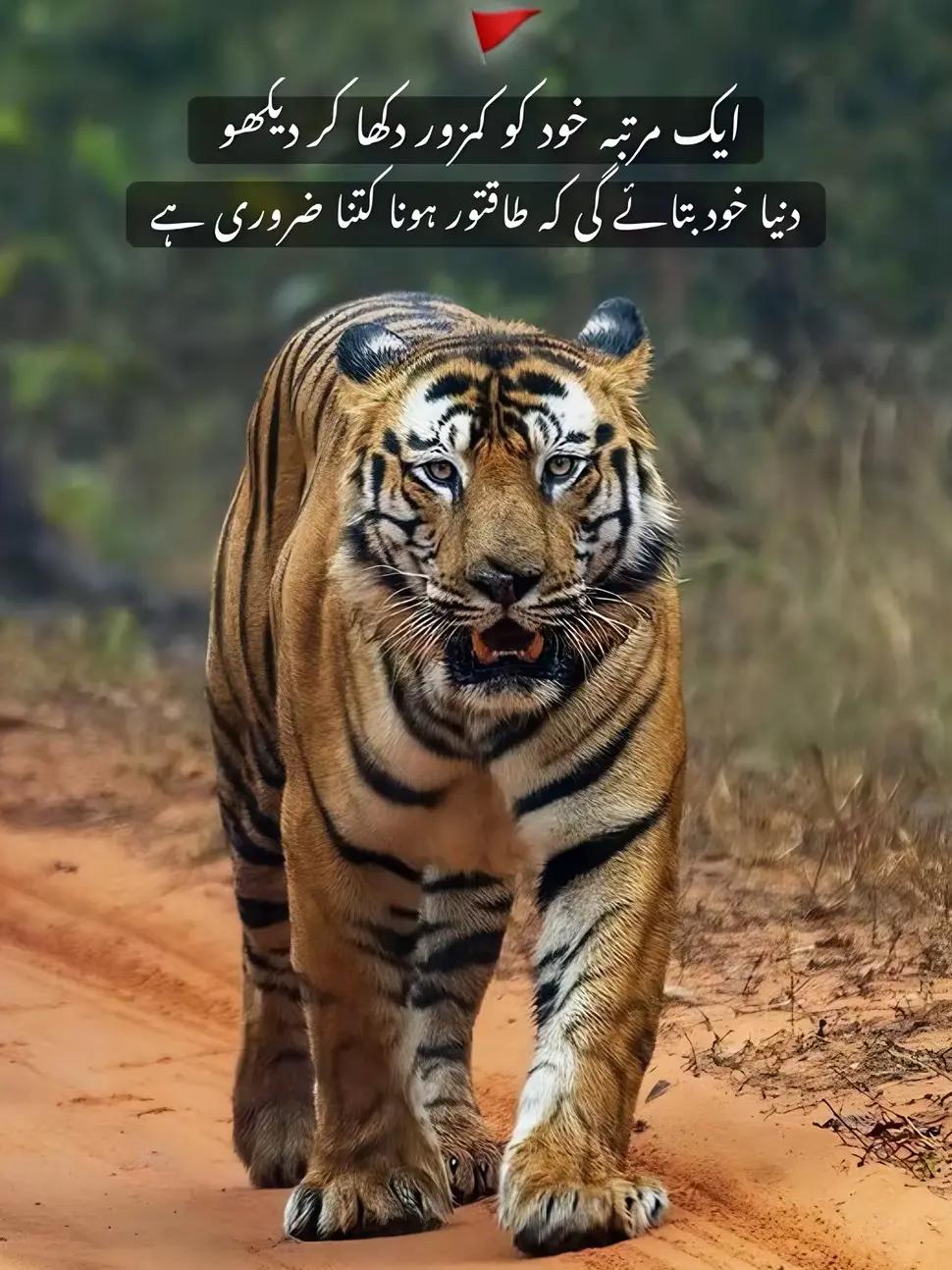 @Talhat Hussain