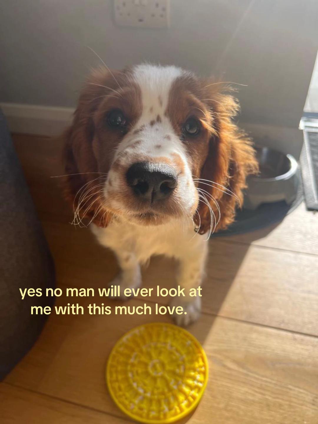 @nellie.the.welshie 🐾