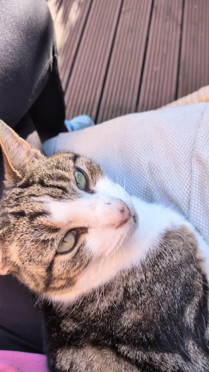 @Ella loves animals 🐢🦔🐱