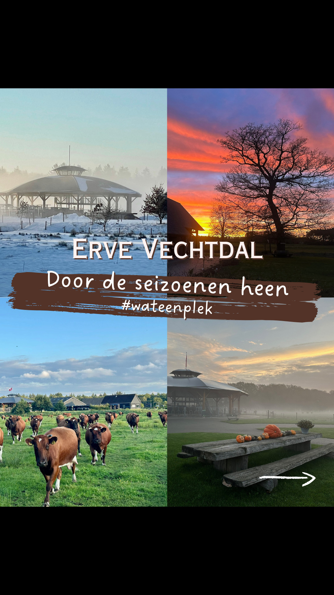 @Erve Vechtdal Koe Safari