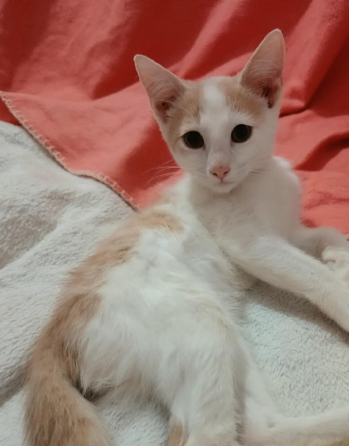@MicroCat🐈⬛Kaya🐈⬛🩷💎