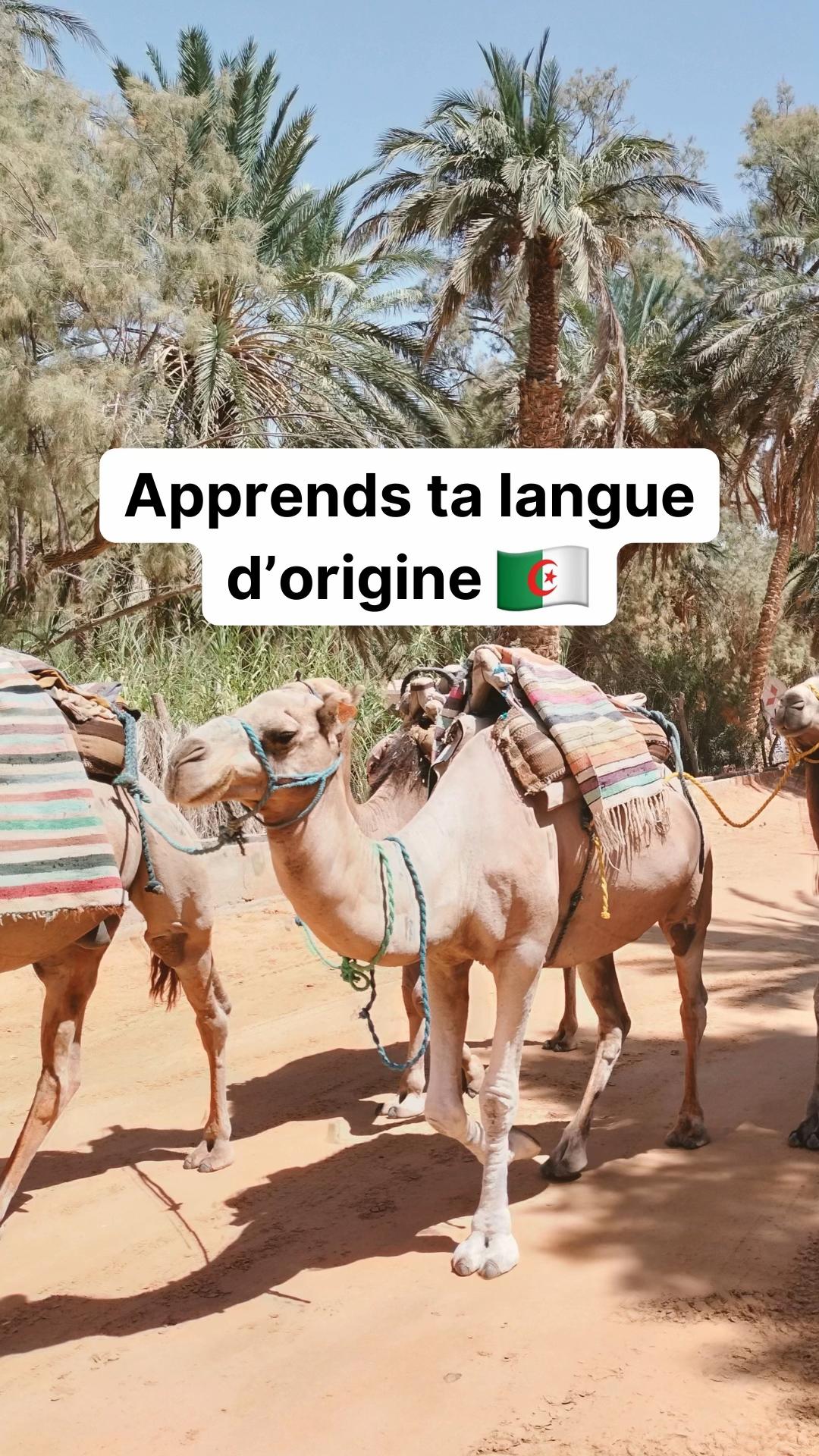 @parler_algerien