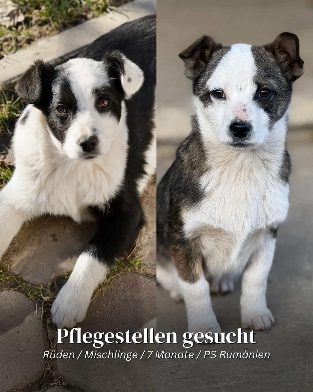 @SpecialDogs e.V.