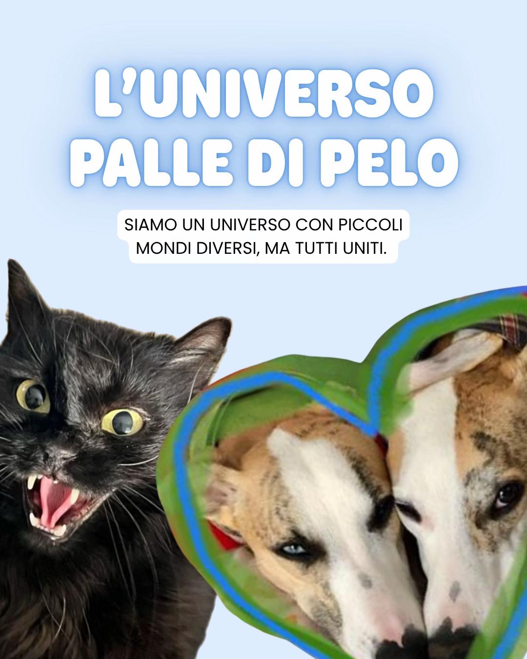 @Palle di pelo - Toelettatura