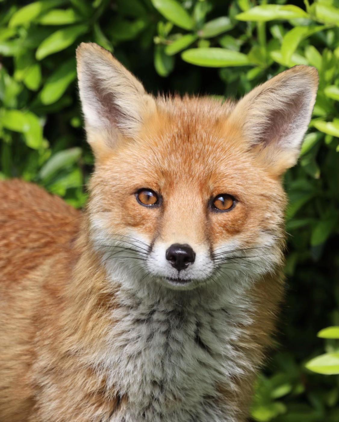 @gp_wildlife