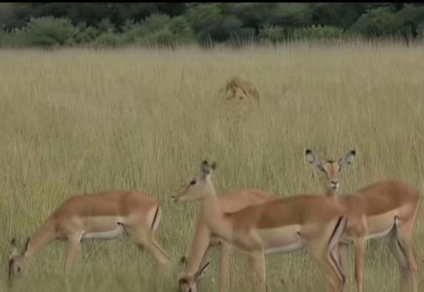 @Zadnja Klupa