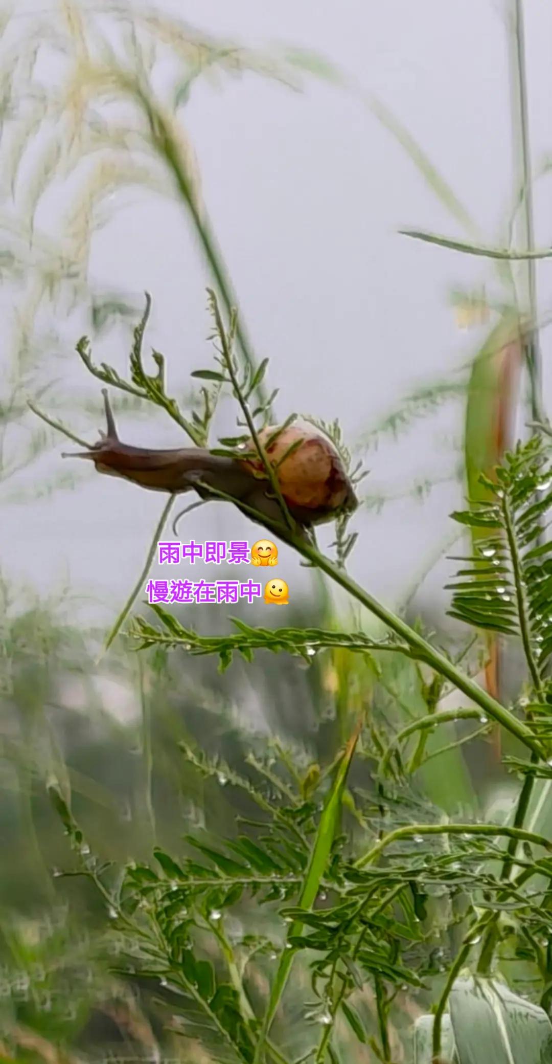 @霸氣女王