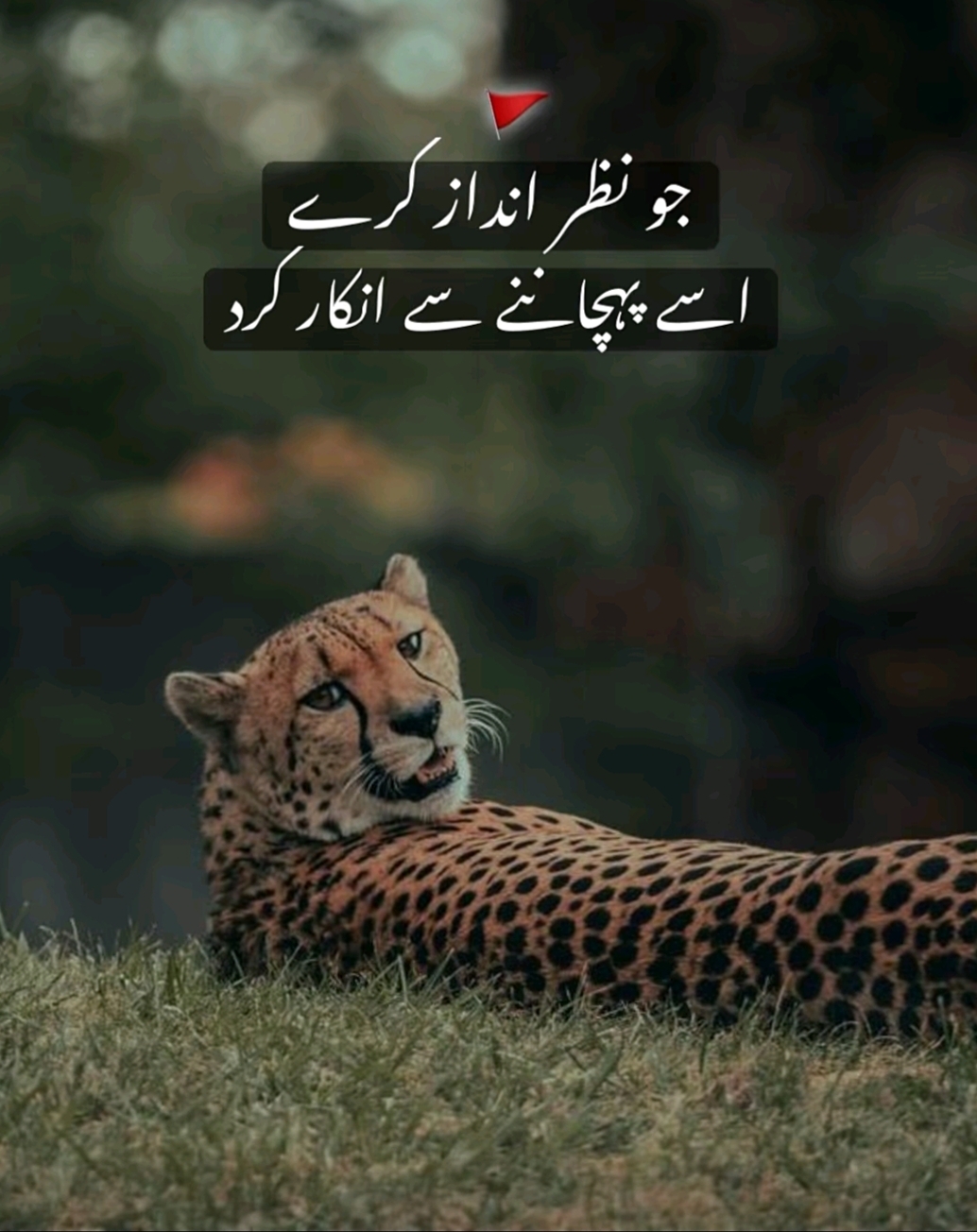 @🚭احمد راجپوت⚜️