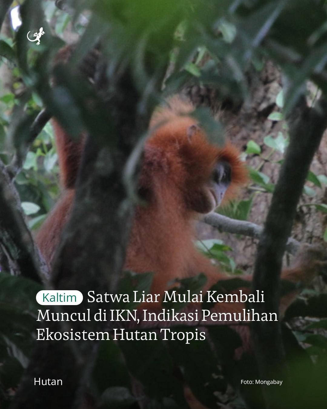 @mongabayindonesia