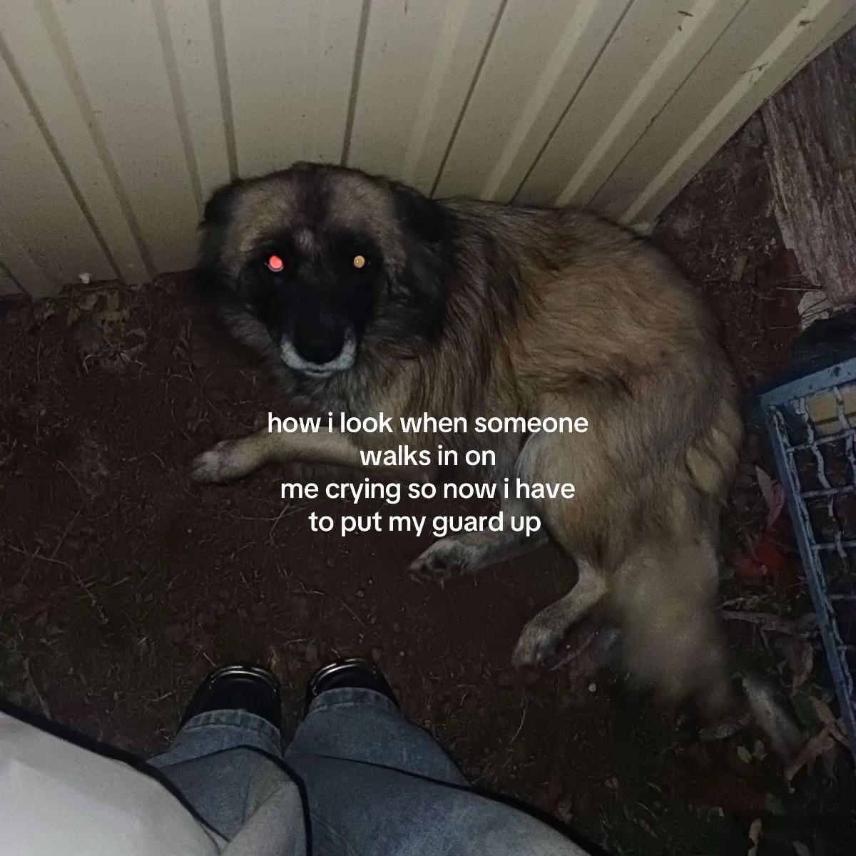 @Miau