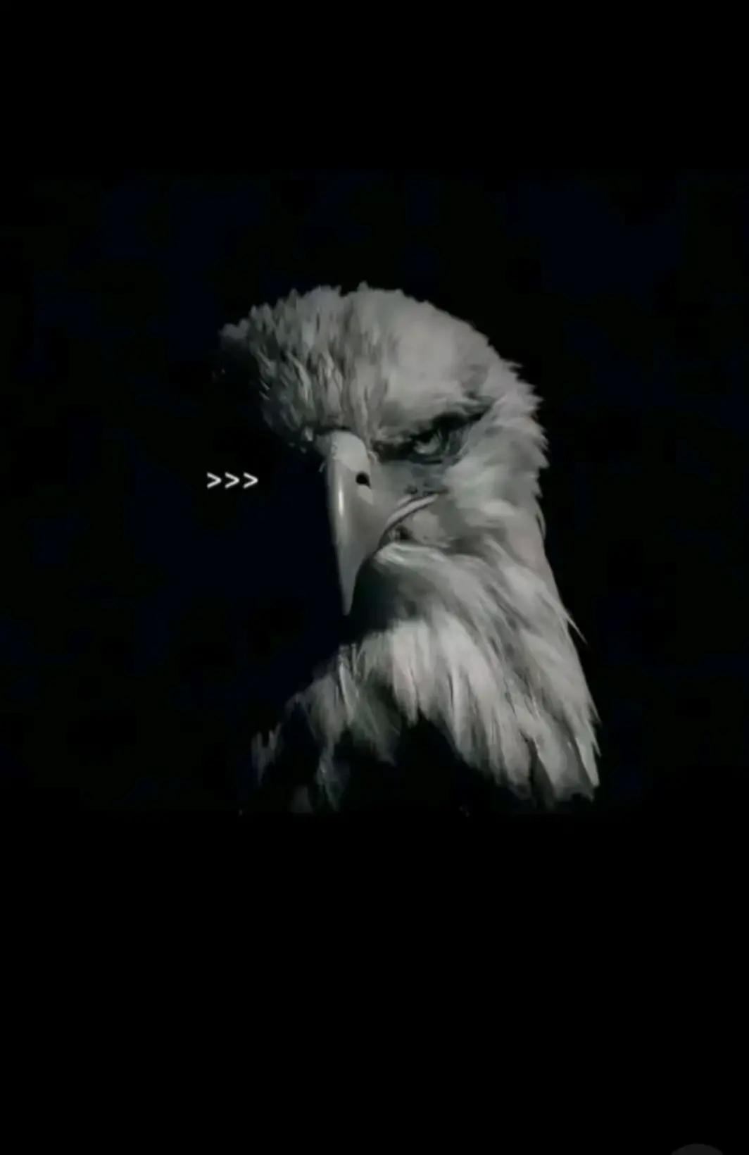 @💥Raymond🦅