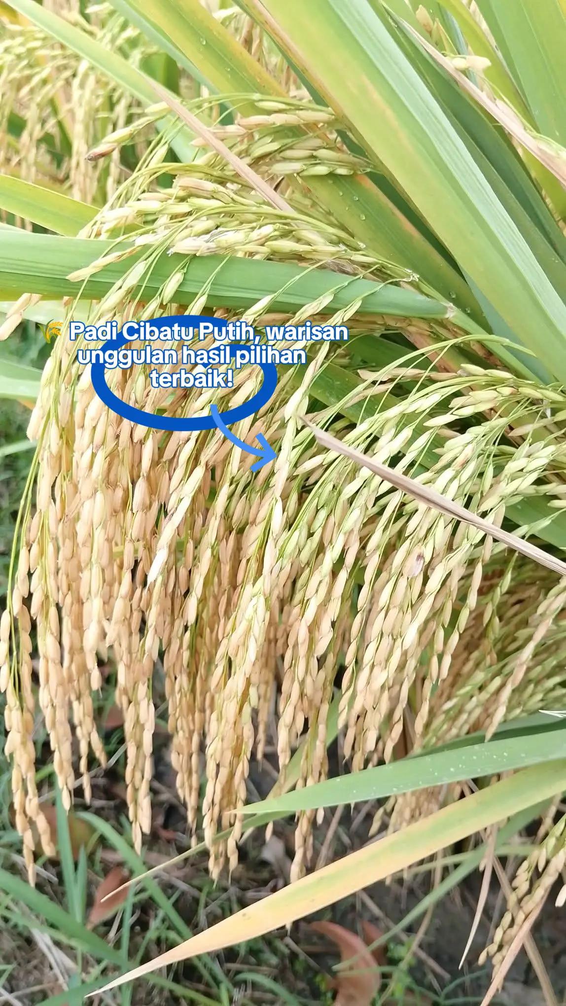 @PT. BHD INDONESIA