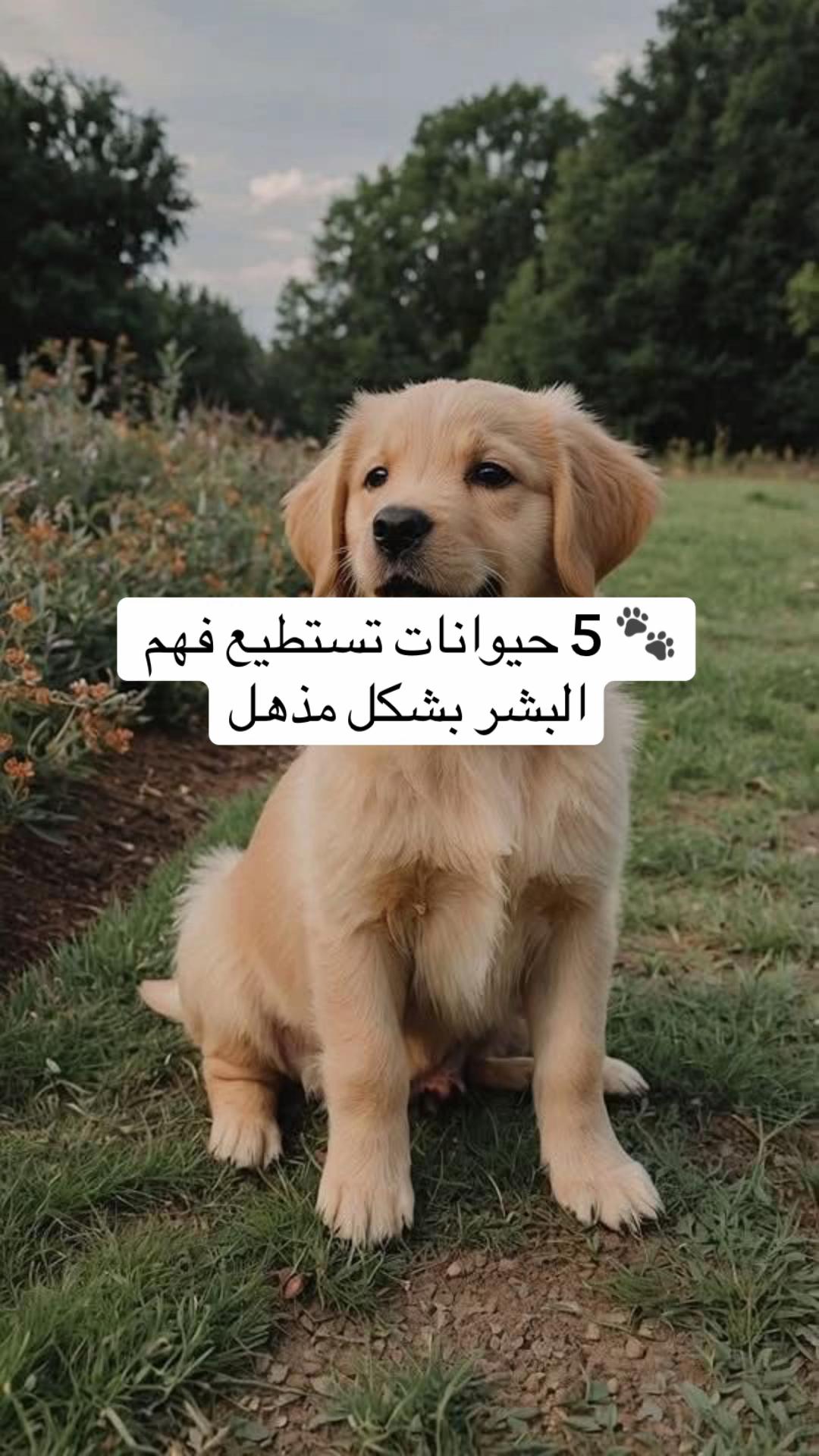 @ahmws_1