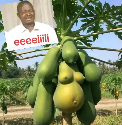 @manejapeterug