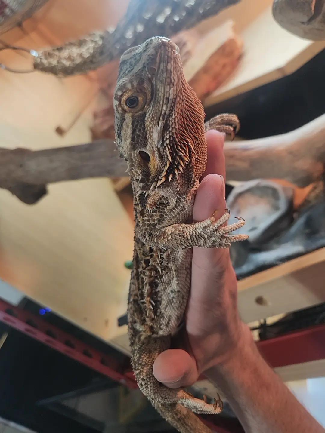 @My beardies & me 2.0