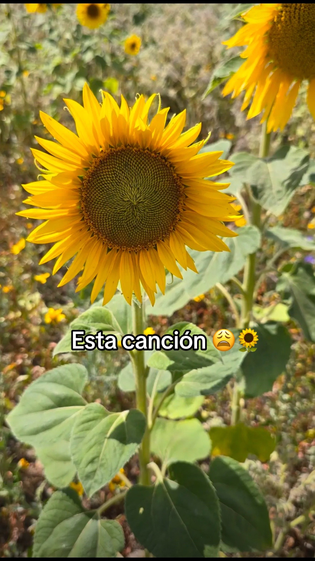 @C E L Y 🇨🇺🇵🇷