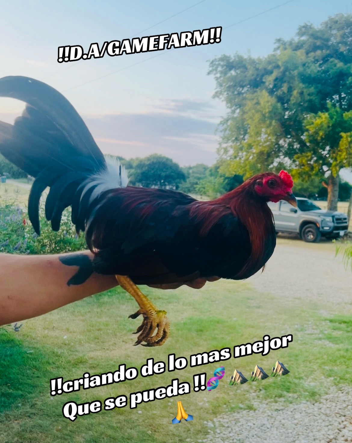 @DAgamefarm