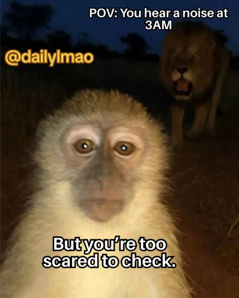 @DailyLmao