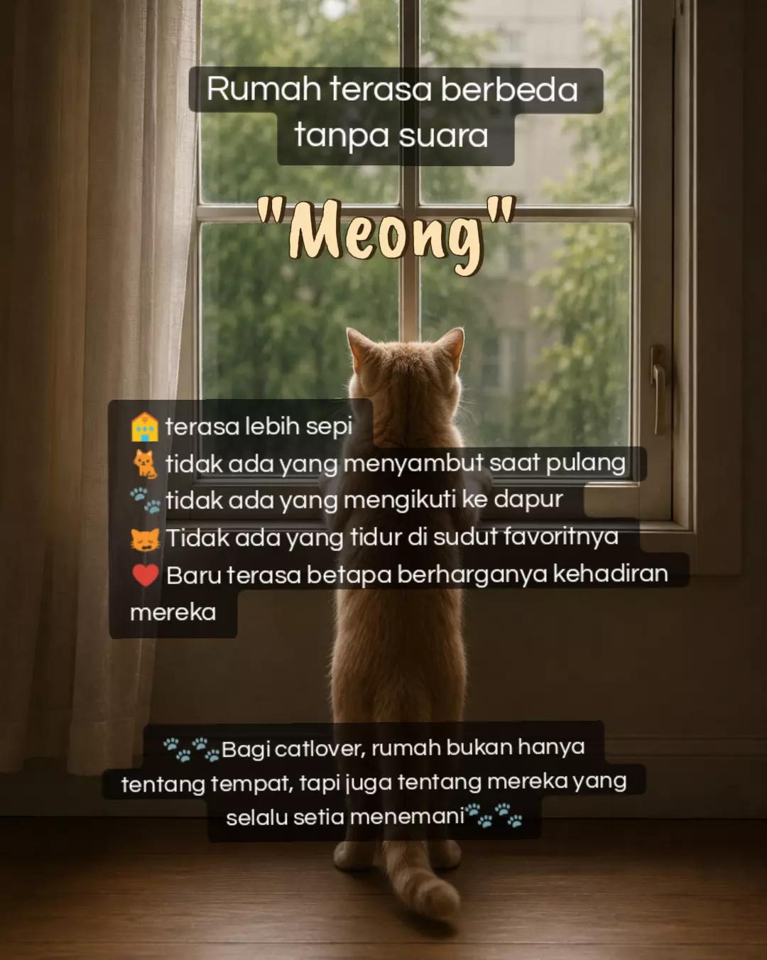 @cimba😺