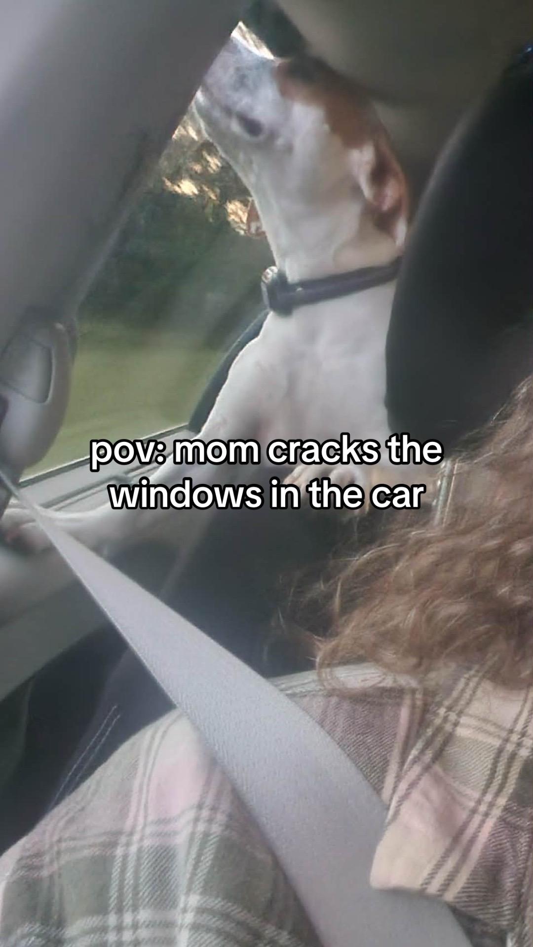 @Sproutie 🐶