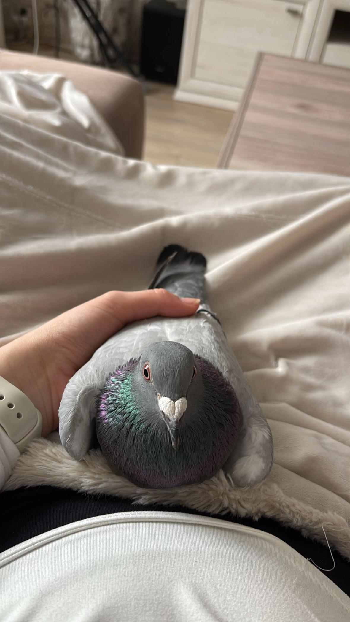 @Pigeon