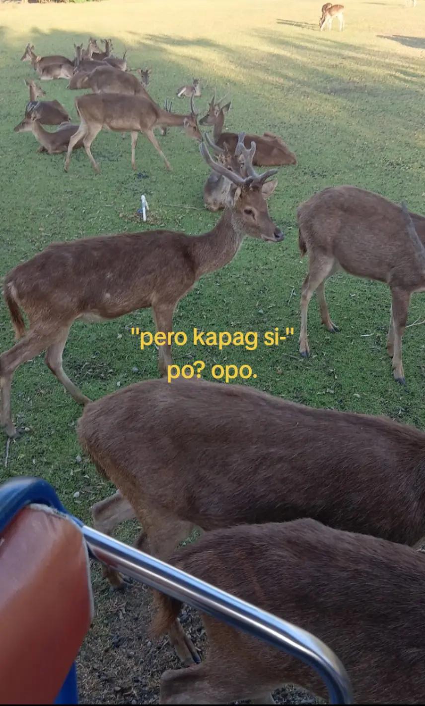 @Maomao's bloody napkin