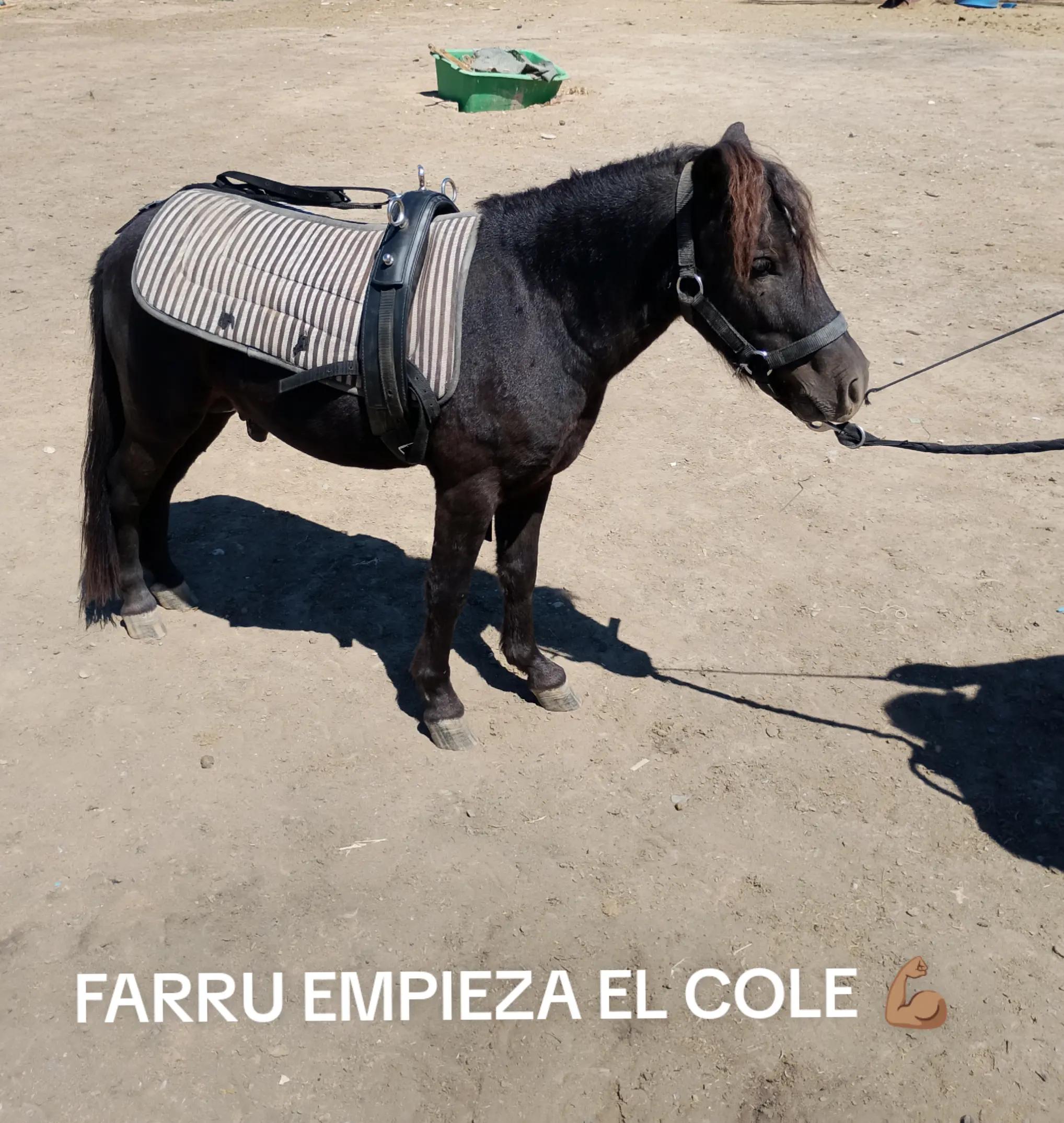 @CUADRA FERN&Aacute;NDEZ 🇦🇿🐎