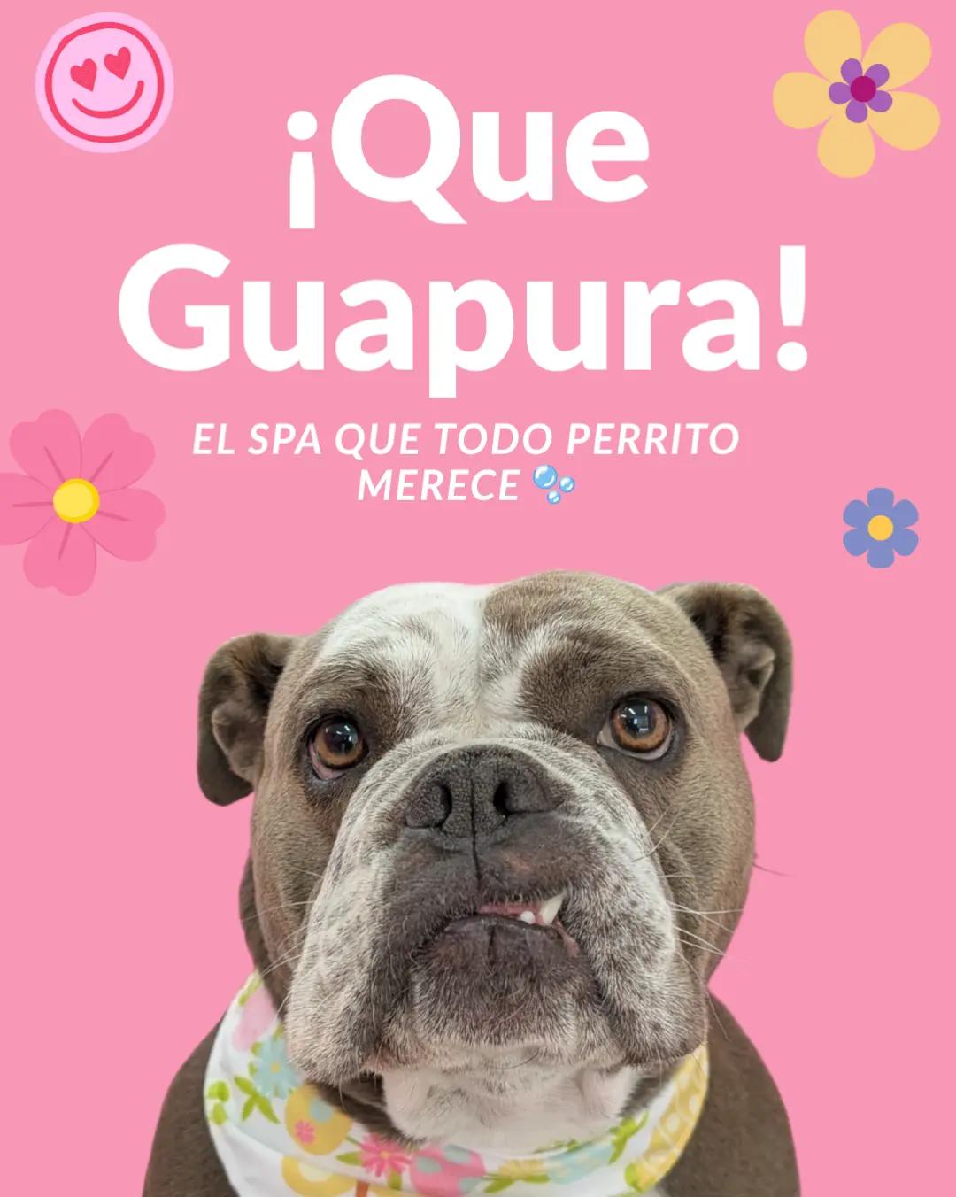 @bubulabapetgrooming