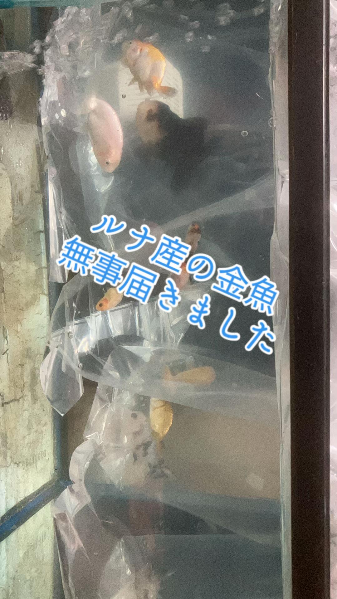 @Kuina001