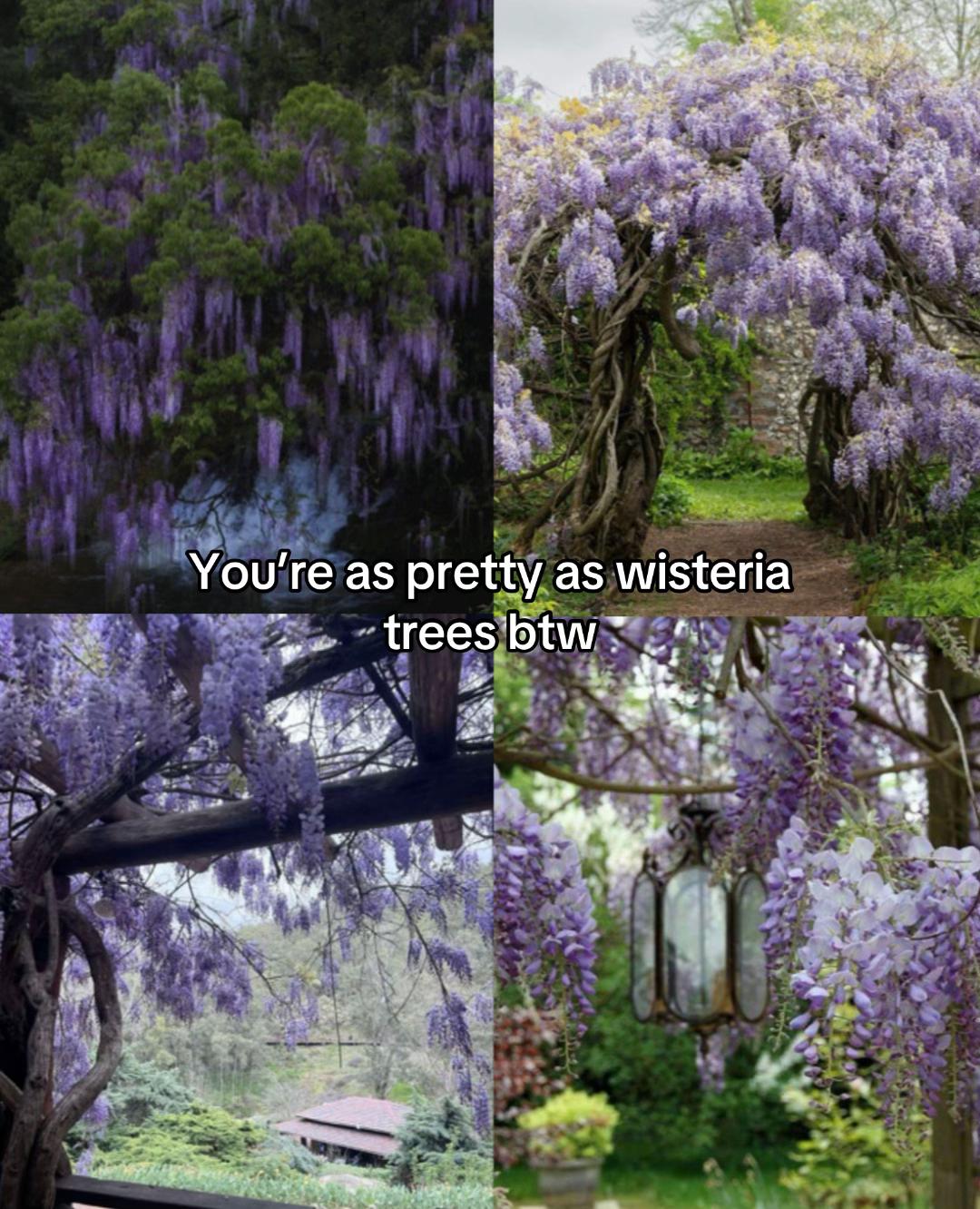 @𝓂𝒾𝓂𝒾 🕸️