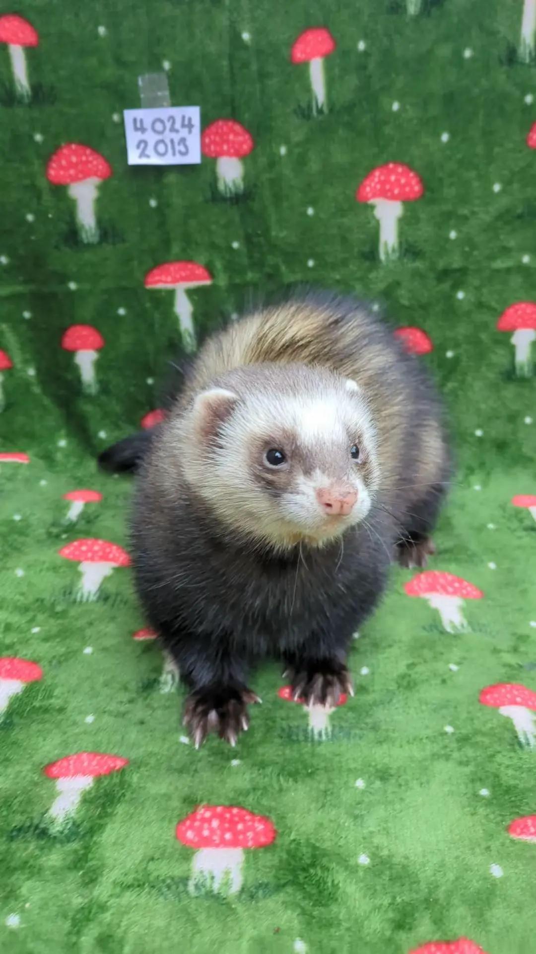 @Ocean City Ferrets