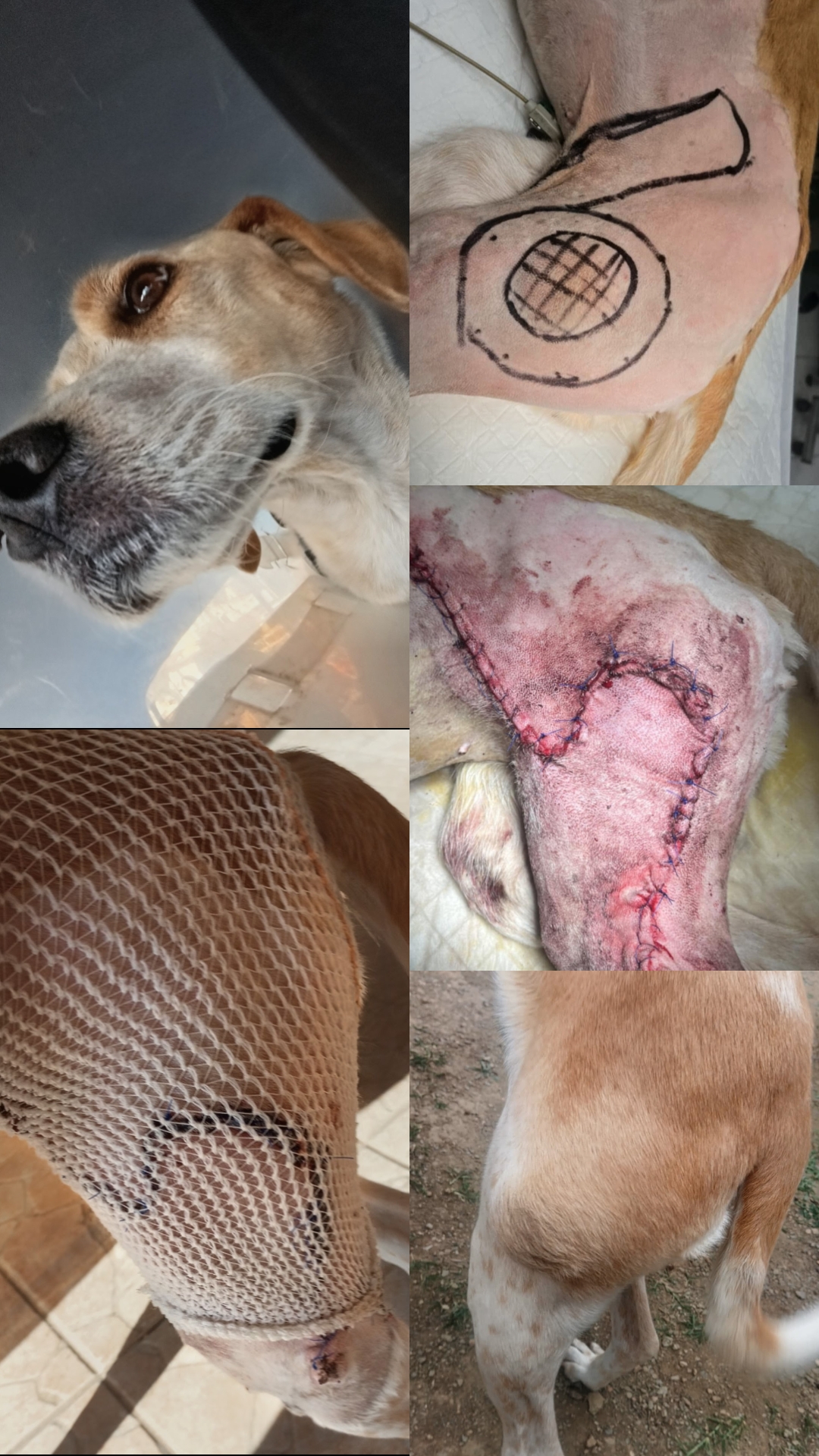 @Greek Animal Rescue