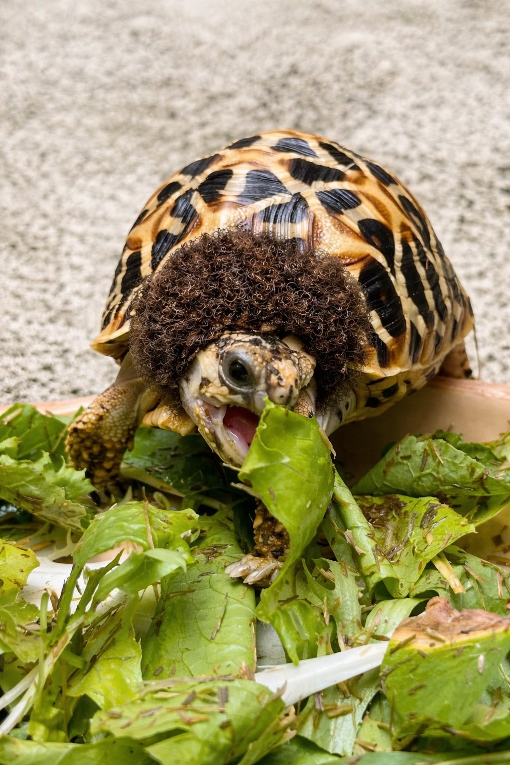 @Tortoisesworld