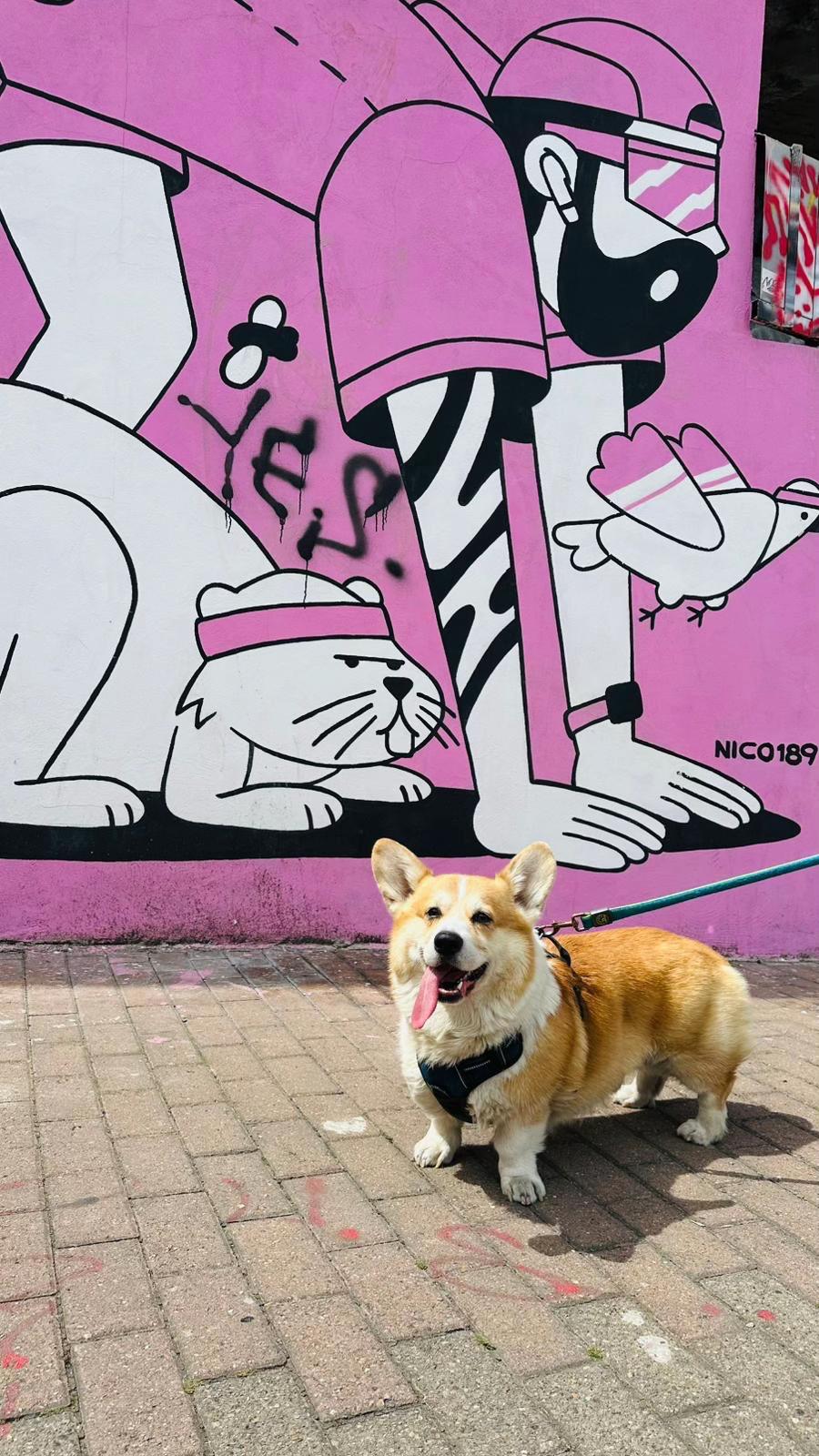 @Cheddar the Corgi