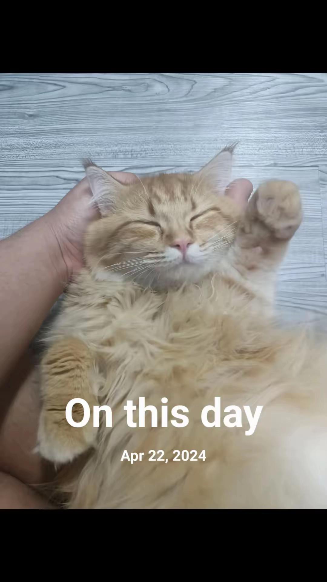 @TheCatFather