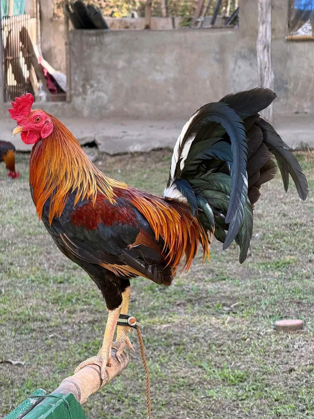 @Zoren ka manok tv