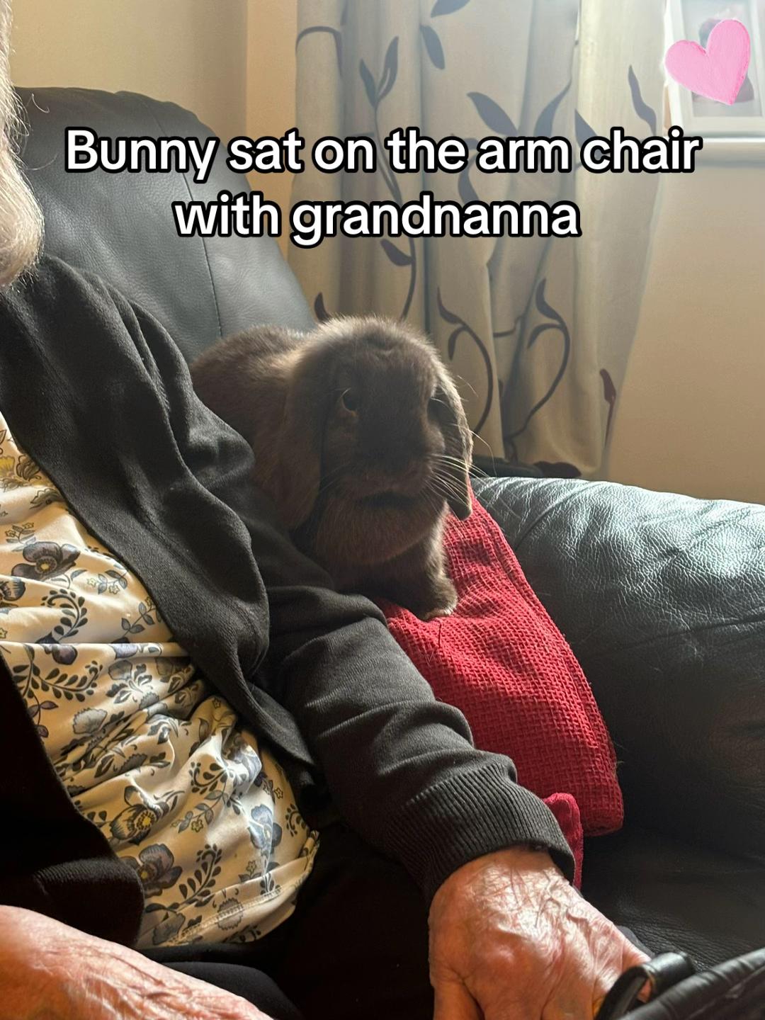 @Olive and Clem 🐰🐰