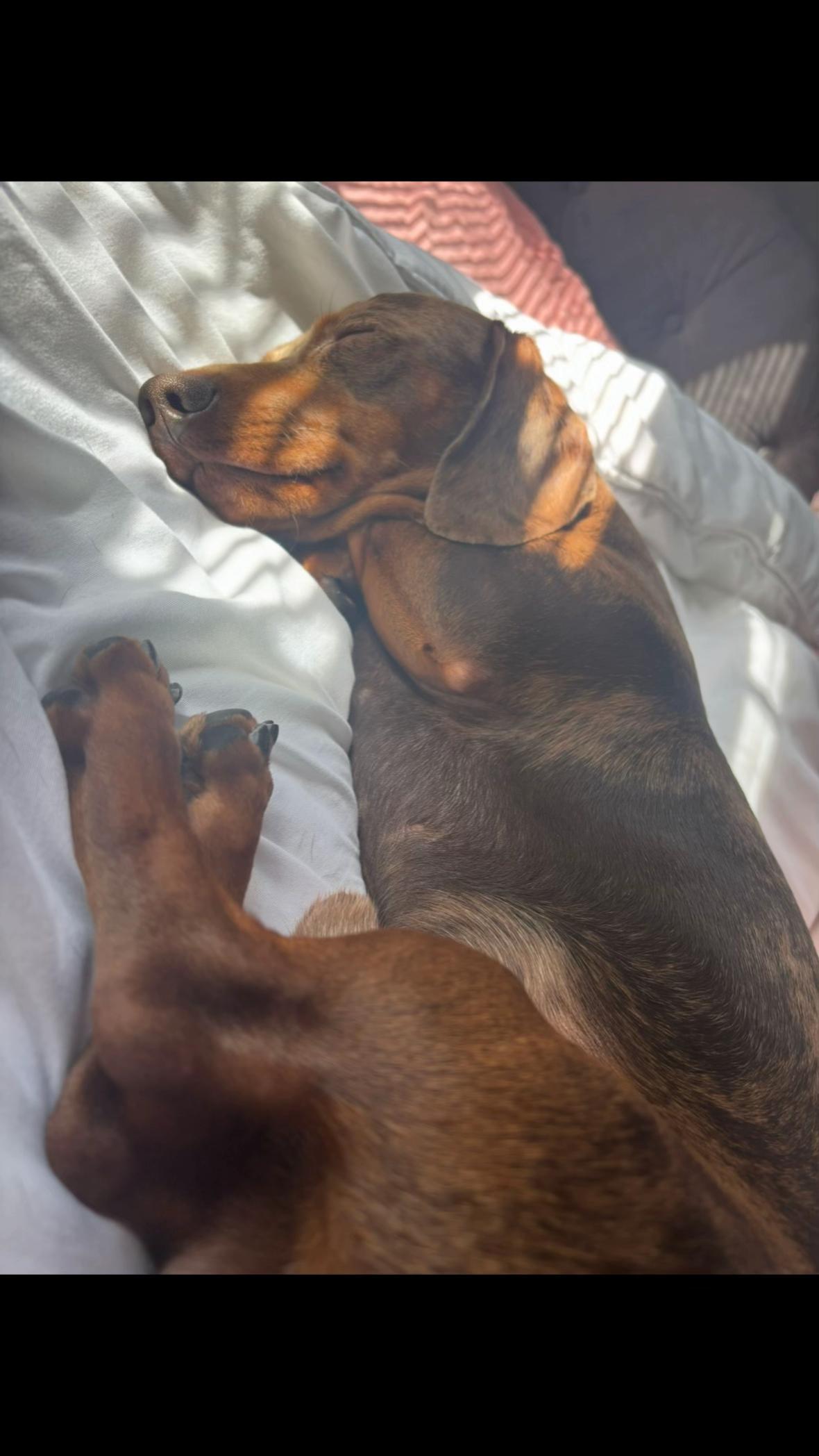 @marleythesausagedog