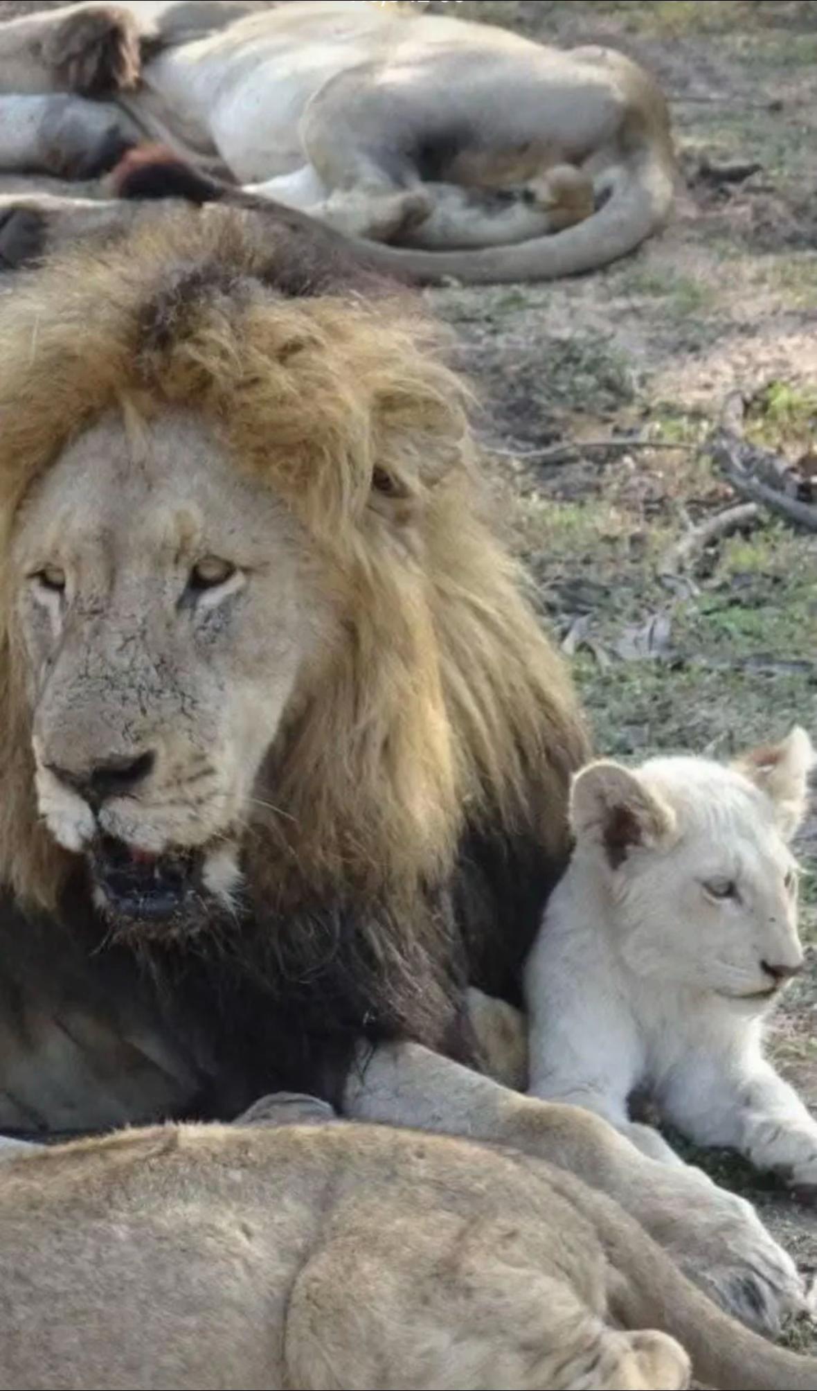 @Nai | LION EXPERT 🌍